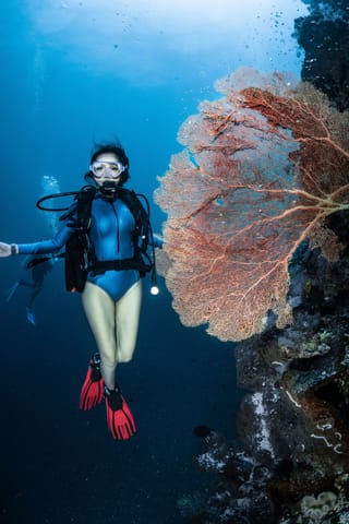 Scuba diver swimming above a coral reef.