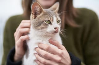 Person petting a gray cat.