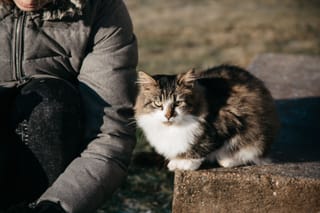 Fluffy cat outdoors with owner pet lifestyle.