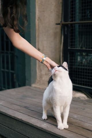 Woman petting white cat porch pet lifestyle.